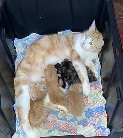 Entre os ‘bebês’, havia um filhote laranja, nitidamente maior e mais velho que os demais.