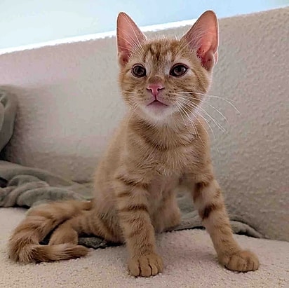 No lar temporário, ele começou a prosperar.