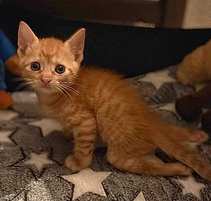 Simon, o gatinho, não conseguia usar as patas traseiras.