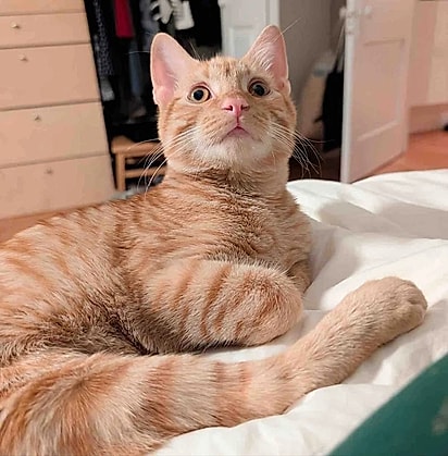 Simon está pronto para encontrar seu lar definitivo.