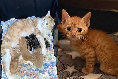 “Resiliência envolta em pelos laranja”: gatinho órfão com paralisia é acolhido por gata e vira exemplo de amor e superação