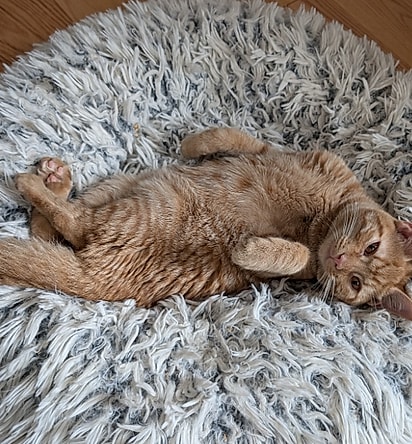 Mesmo com paralisia, Simon parece não ter limitações e vive feliz.