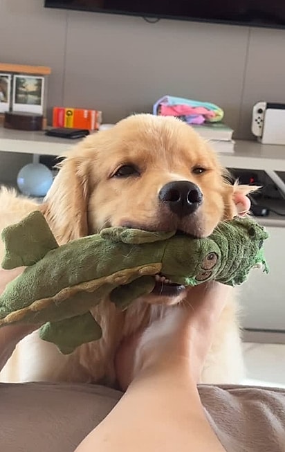 Sol é uma cachorrinha muito animada.