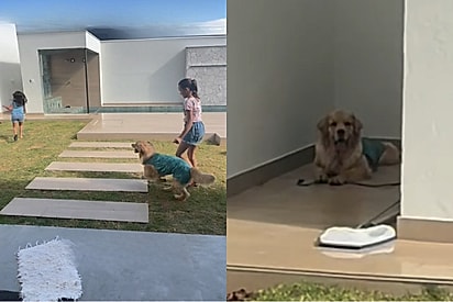 Brincadeira de crianças se torna mais divertida quando golden retriever entra em ação: Orgulho da mamãe