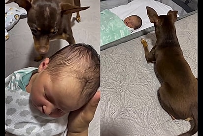 Amor à primeira vista: pinscher recebe recém-nascido com cuidado e delicadeza