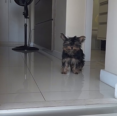 Fred é um yorkshire com hidrocefalia.