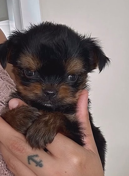 Fred era o menor cão da ninhada.