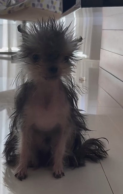 Fred também teve episódios de dermatite. 