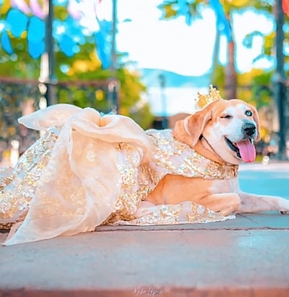 Monica é uma cachorrinha muito amada por sua família.