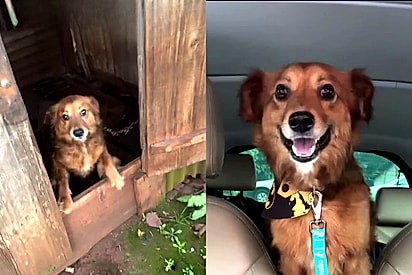 Após viver em um cantinho escuro, cão viaja feliz para novo lar e faz gesto emocionante no 1º dia