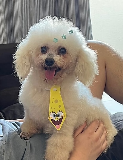 Como estava Dominic, antes de ser tosado.