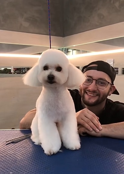 Tosa bebê em um poodle, feita pelo groomer Junior Borja.