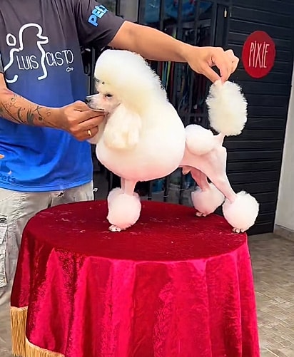 Tosa continental, um tipo clássico em cães poodle.