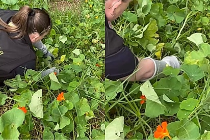 Após ouvir “choro” em canteiro de flores, mulher encontra filhote selvagem caído do céu.