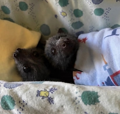 Sassy fez amizade com Sam, outro morcego resgatado.