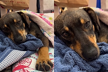 Olhar desanimado de cachorrinho em seu 8º evento adoção chama atenção: Perdeu as esperanças