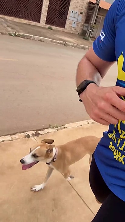 A cachorrinha passou a acompanhá-lo no trajeto.