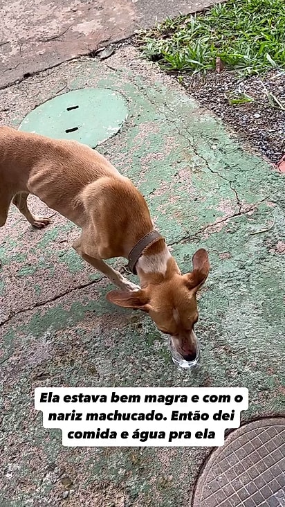 Runna ganhou água e comida e nunca mais foi embora.