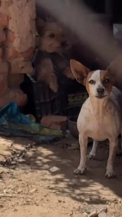 A cachorrinha acorrentada estava grávida.