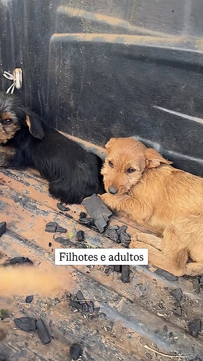 Acredita-se que muitos estavam com parvovirose.