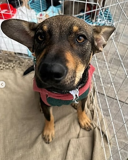 Lobo, um cachorrinho de oito meses que está para adoção em Criciúma, SC.