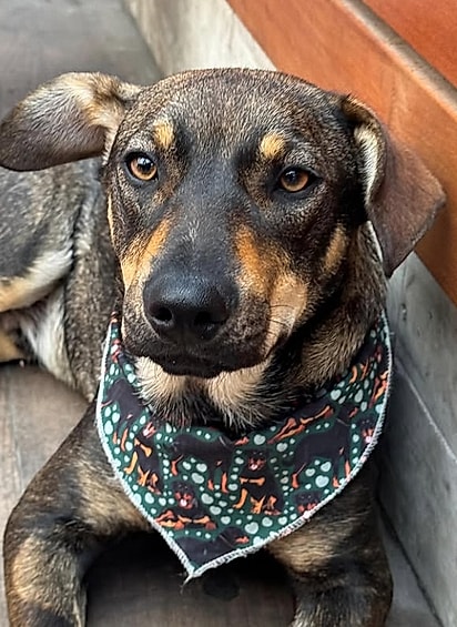 Lobo ainda não foi adotado.