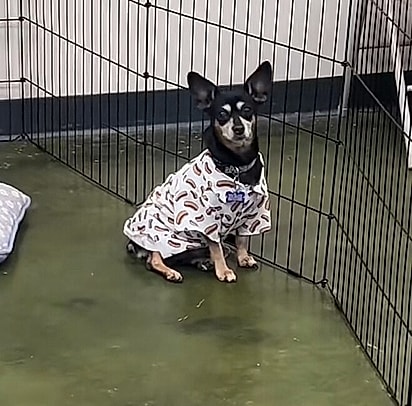Hotdog, uma chihuahua com pinscher miniatura de 11 anos.