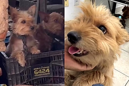 Pequeno cão vivia cão com corrente enorme e pesada no pescoço até anjo aparecer em seu socorro