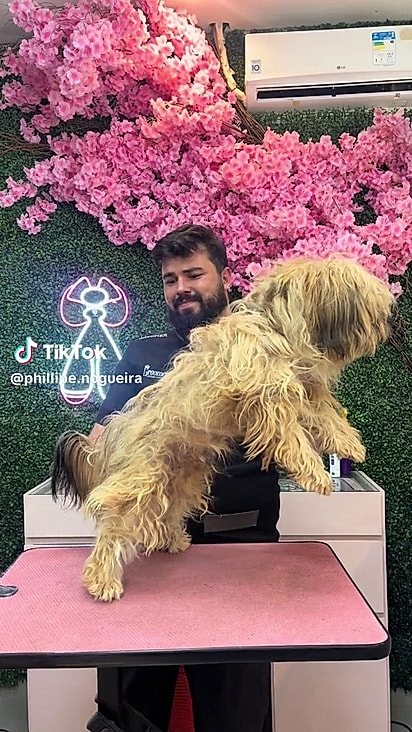 O animal tinha muitos nós no pelo.