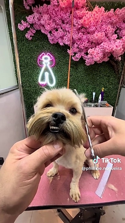 O tosador precisou cortar completamente o pelo.