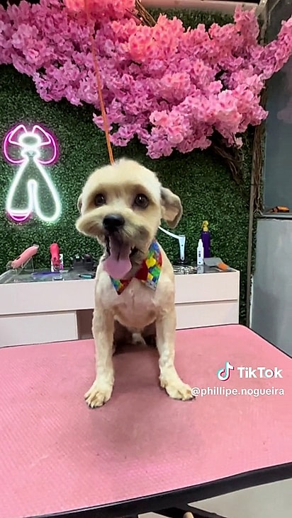 O cachorrinha parecia aliviado após a tosa.