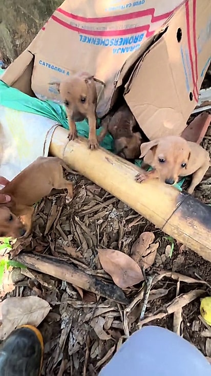 Os filhotes estavam abandonados em uma caixa.
