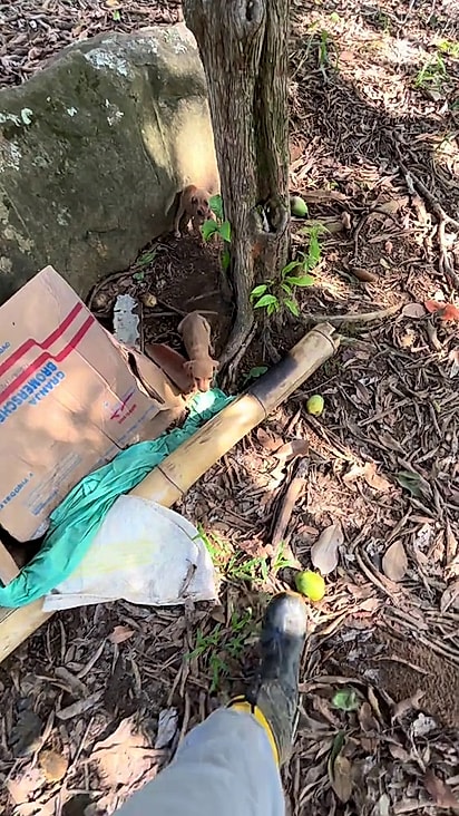 A mãe não foi encontrada junto com os filhotes?