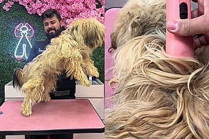 Tosador salva cão shih-tzu de prisão de pelos e o rostinho mais lindo é revelado