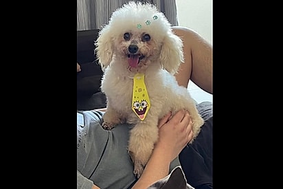 Moça pede tosa bebê para Pet Shop mas resultado sai muito pior do que o esperado