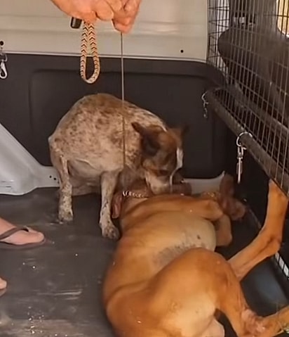 A cadela não saiu do lado do amigo em momento algum.