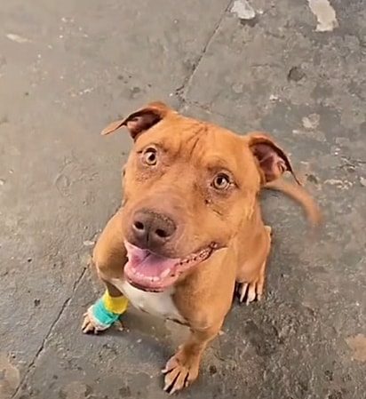 Como Frank está atualmente.