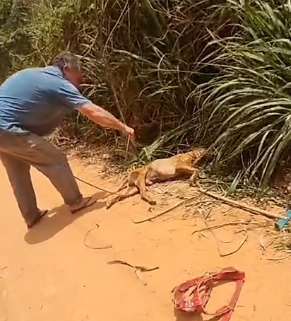 O cão estava tão debilitado que mal conseguia levantar a cabeça.