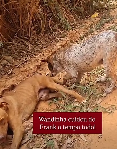 Foi a cadela Wandinha quem guiou a equipe até o cão Frank.