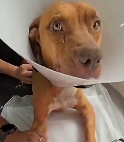 Desde que chegou, Frank está passando por um tratamento intensivo.