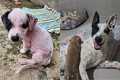 Encontrado sendo alimento de urubus, cão dá a volta por cima e hoje ajuda a cuidar de filhotes com o mesmo passado triste que o seu.