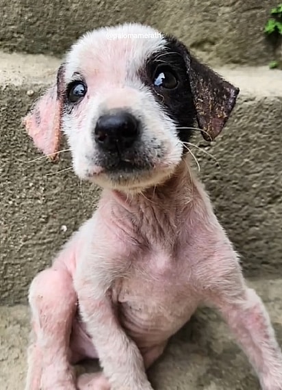 Teco estava muito debilitado quando foi resgatado por Paloma.