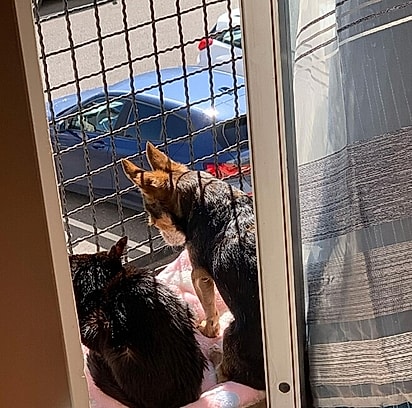 O chihuahua da família parecia enorme ao lado dela. 