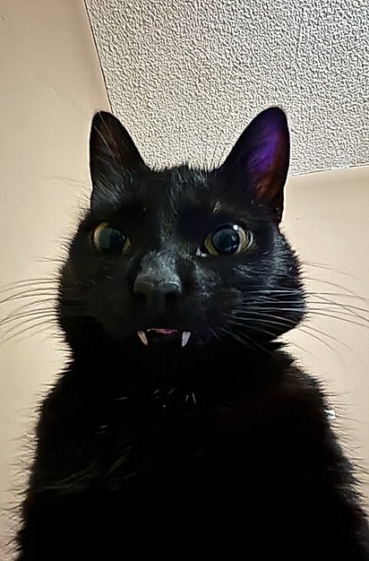 Após a cirurgia, sua característica mais encantadora surgiu.