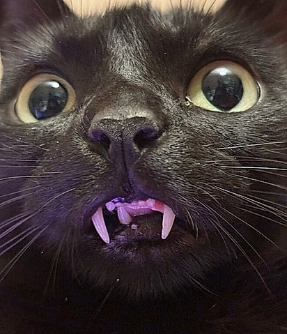 Lulu, uma gatinha preta de 2 anos. 