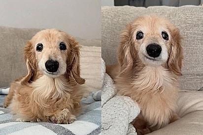 Conheça Bella, a cadelinha que nasceu com dentes tortos e conquistou a internet com um sorriso impossível de resistir