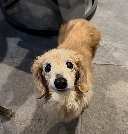 Bella, uma Dachshund de 14 anos.