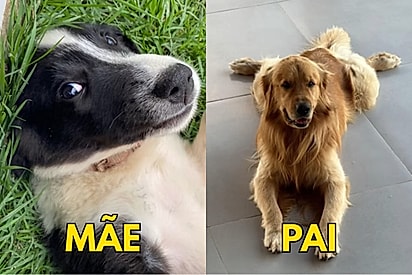 Conheça Tereza Furacão, mistura de border collie com golden retriever cheia de energia.