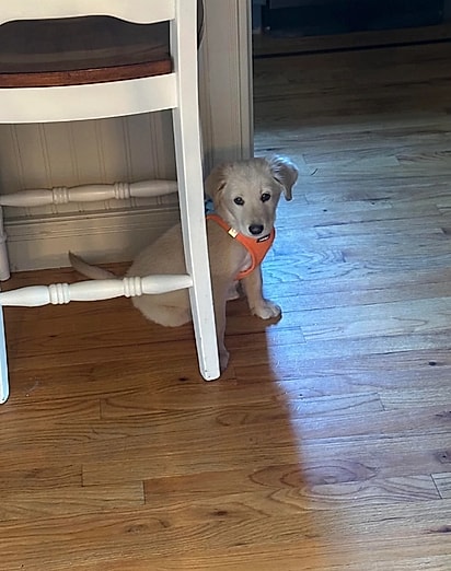 Gina DiLello tinha certeza de estar adotando um golden retriever.