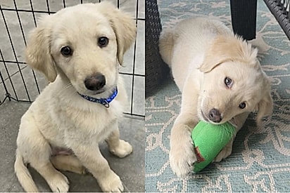 Mulher tem certeza de estar adotando um golden retriever até que um teste de DNA revele a verdade.